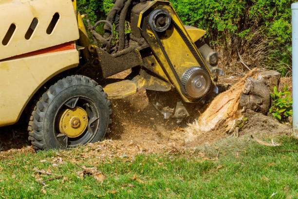 Trusted Winnemucca, NV Tree Service Experts